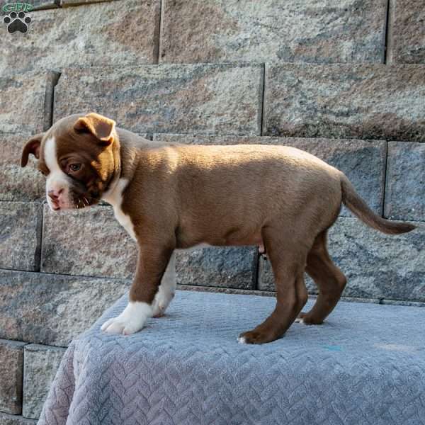 Frisky Little Freddie, Boston Terrier Puppy